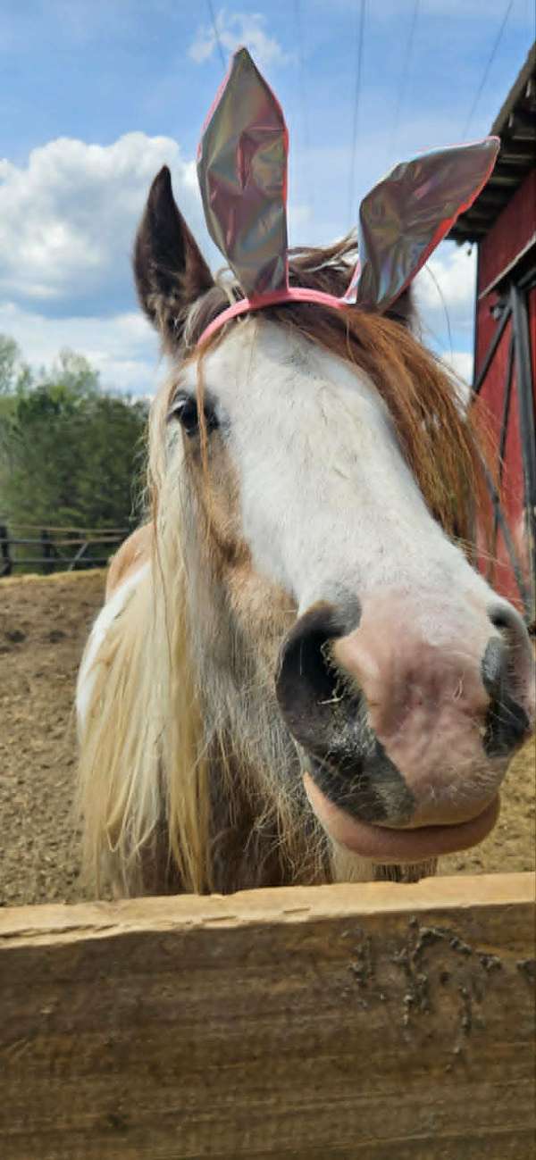 buckskin-tobiano-gypsy-vanner-foal