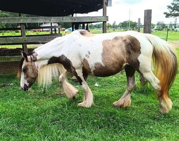 vanner-foal