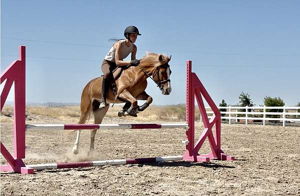 blaze-white-socks-pony