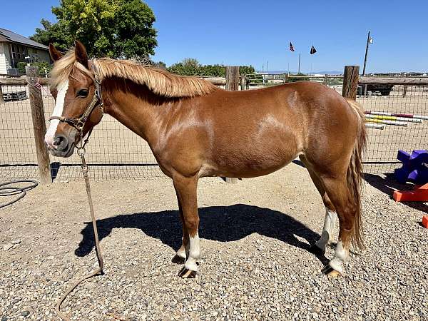 chestnut-blaze-white-socks-pony