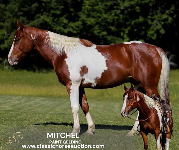 back-paint-pony