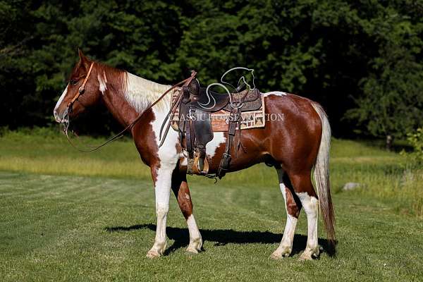 buy-now-paint-pony