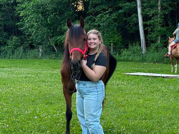 foundation-project-horse