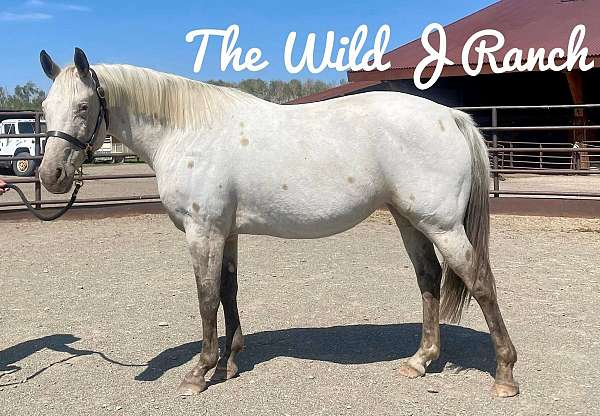 buckskin-aphc-filly-mare