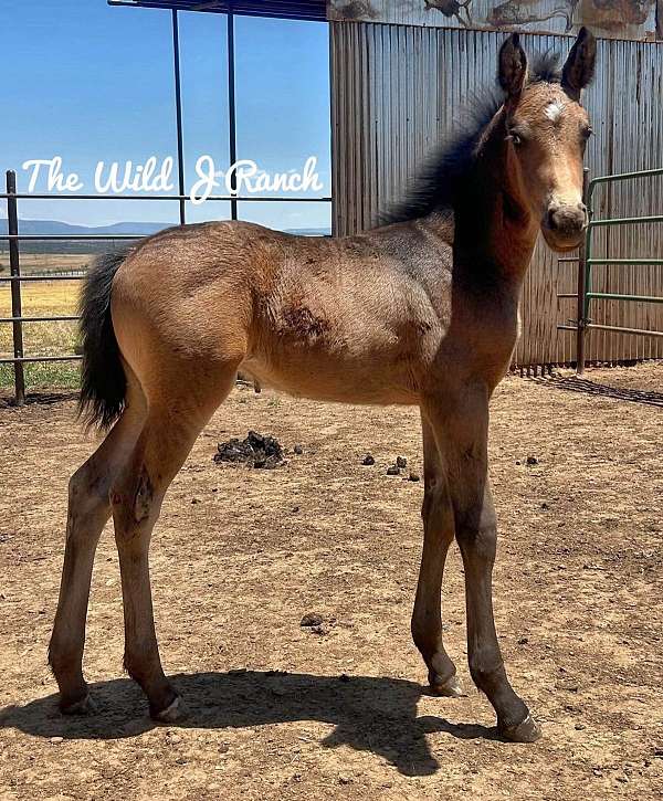 deal-appaloosa-horse