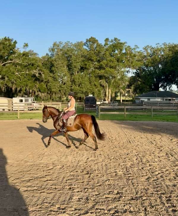 show-andalusian-arabian-horse
