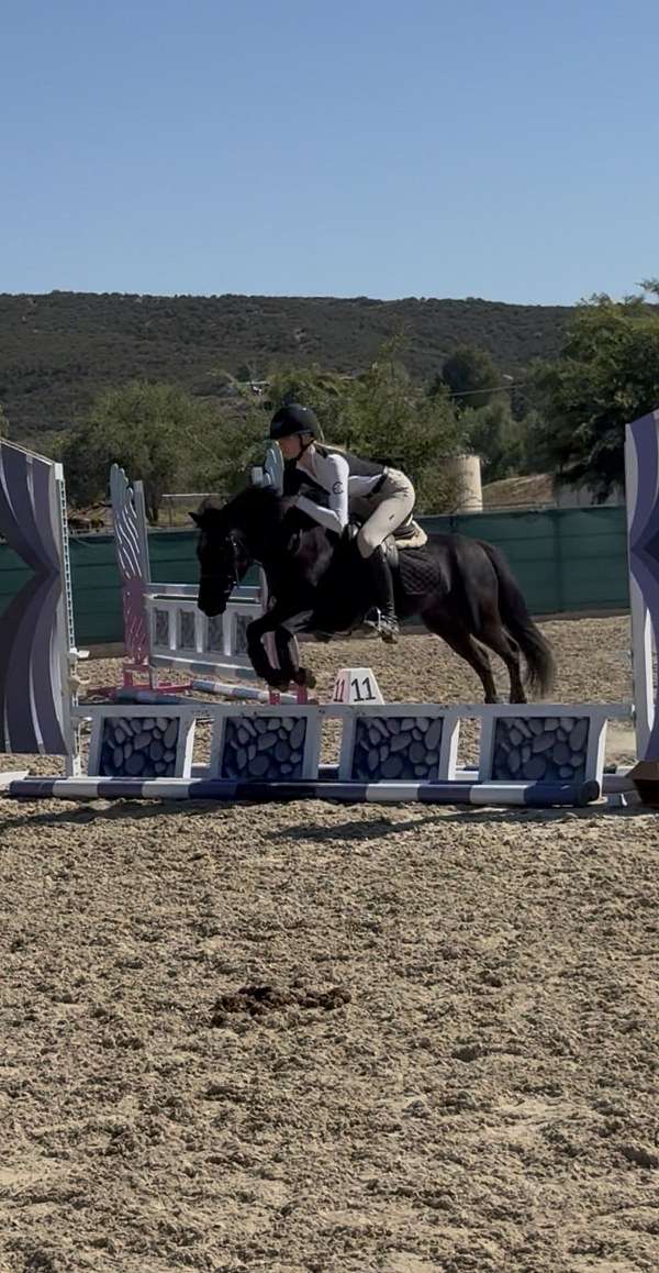 pony-for-sale