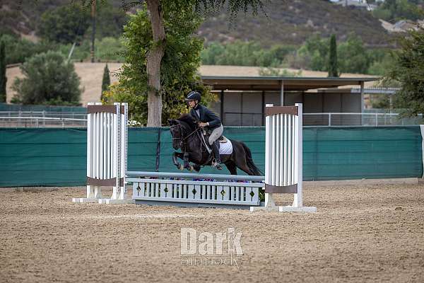 pony-gelding