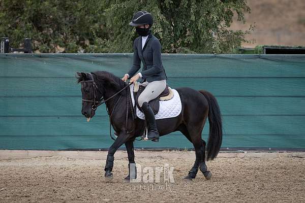 pony