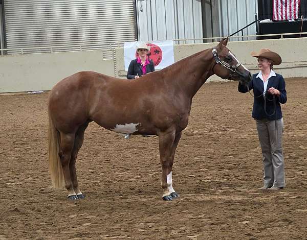 sorrel-overo-show-ex-horse