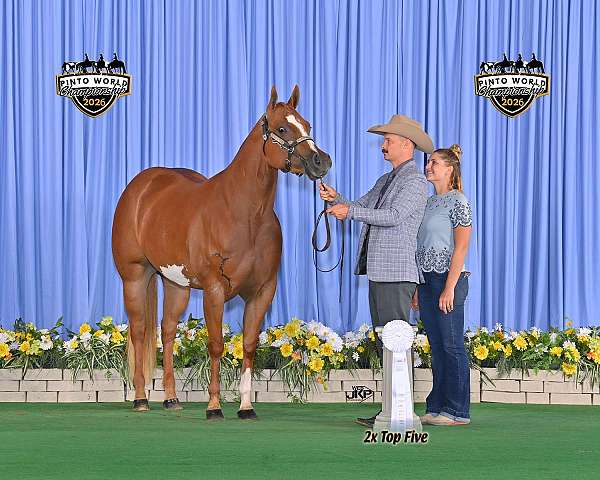 sorrel-overo-horse