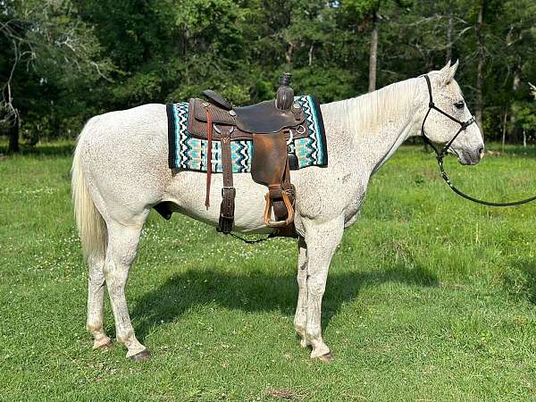 all-around-quarter-horse