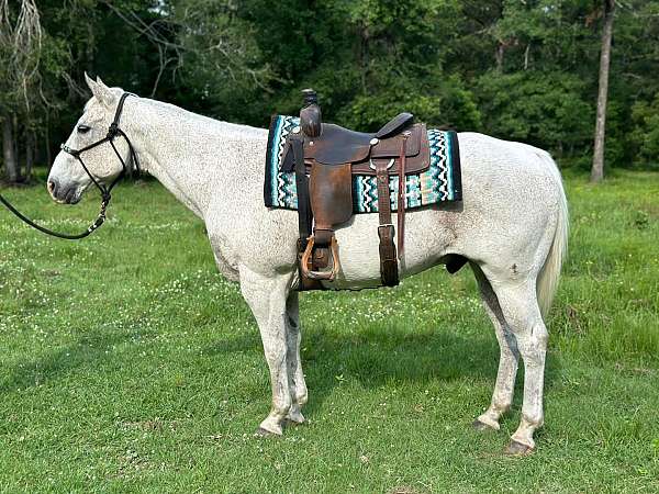 affordable-quarter-horse