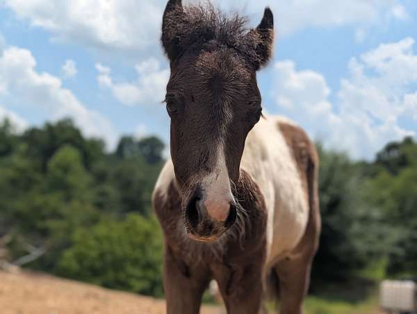 tobiano-pony-colt