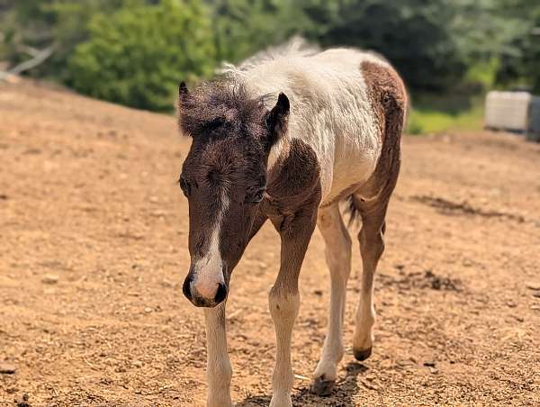 pony-colt