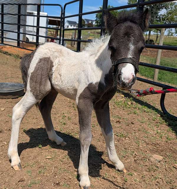 pony-for-sale
