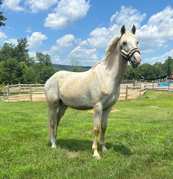 poa-pony-for-sale