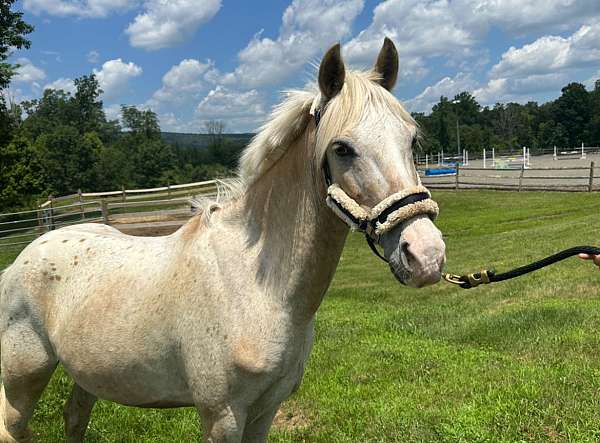 poa-pony