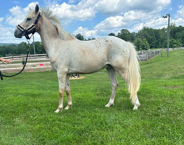 poa-gelding