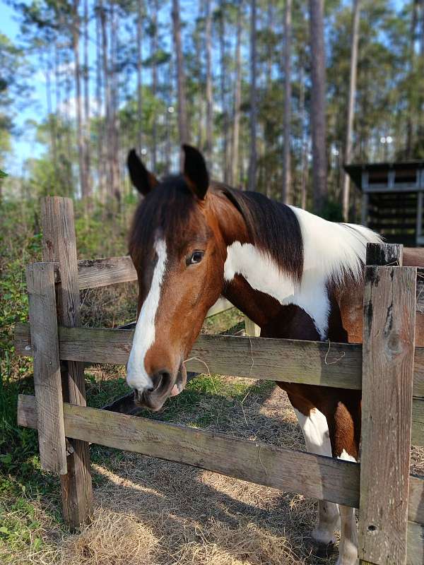 racking-gelding