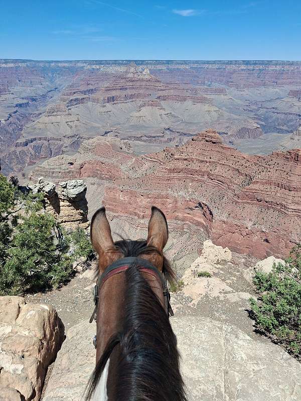 gelding