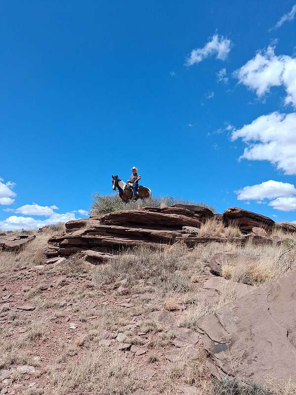 trail-racking-horse