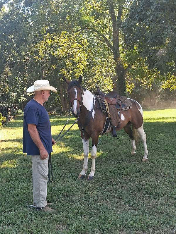 trail-horse