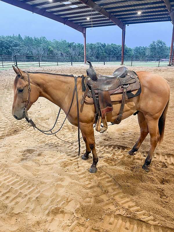 cutting-show-gelding