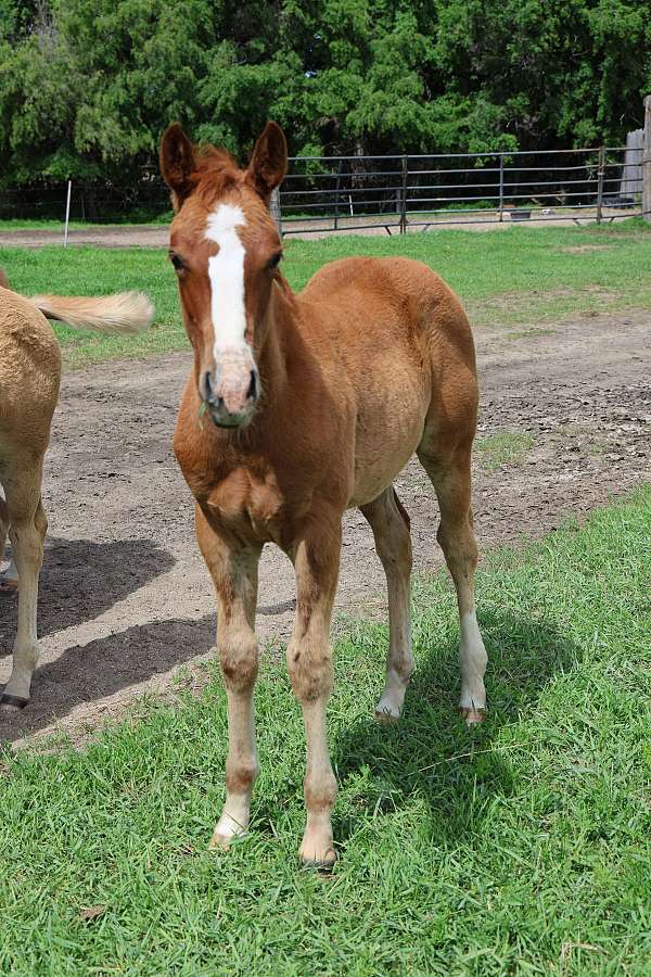 pretty-boy-cat-horse