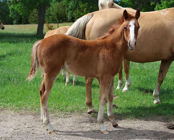 pretty-boy-cat-quarter-horse