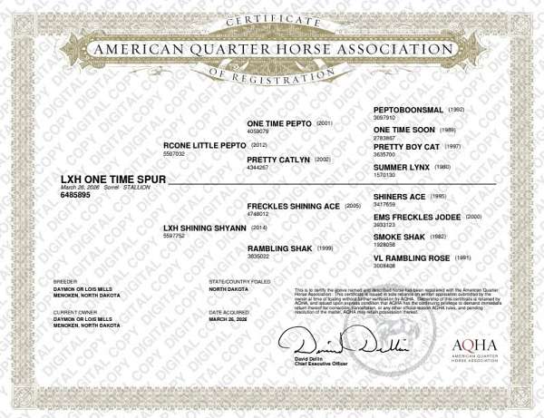 shiners-ace-quarter-horse