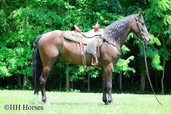 all-around-kentucky-mountain-horse