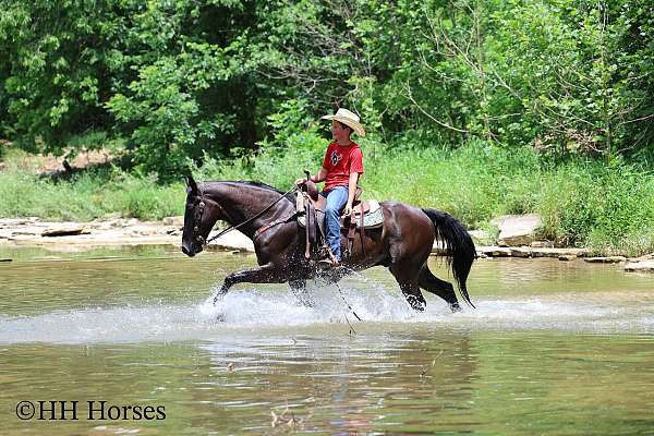 beginner-kentucky-mountain-horse