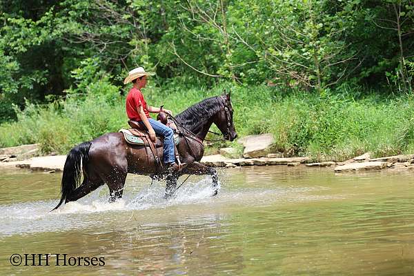 endurance-kentucky-mountain-horse