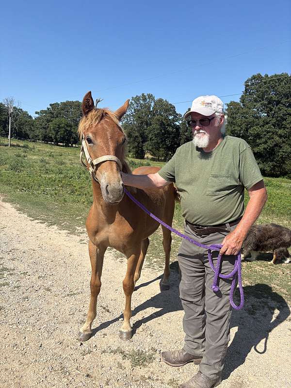 chestnut-none-horse