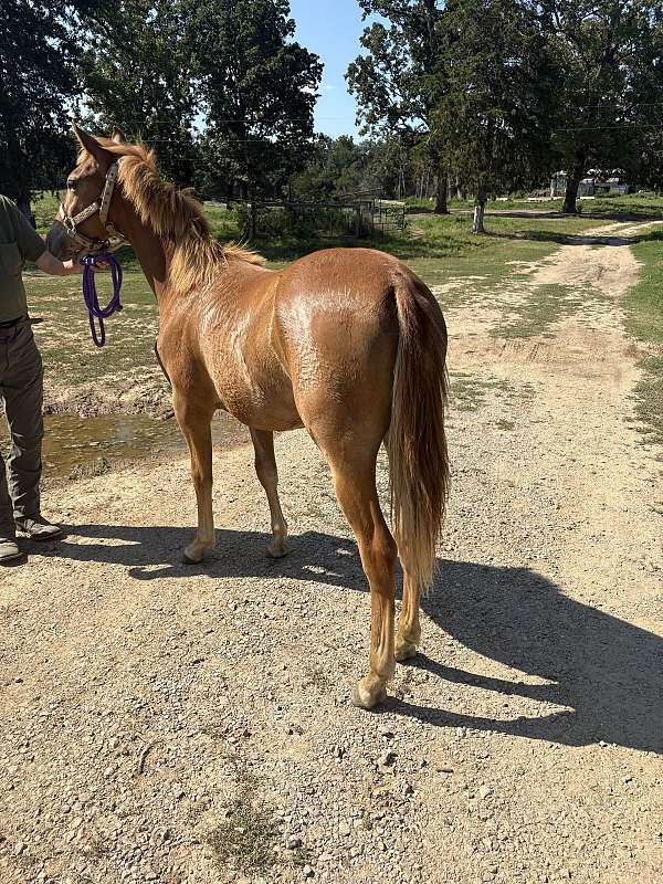 athletic-haflinger-horse