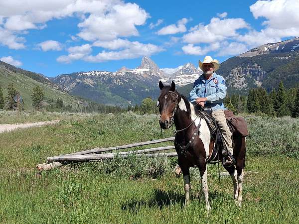tennessee-walking-gelding