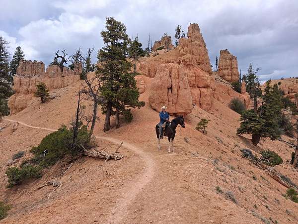 available-tennessee-walking-horse