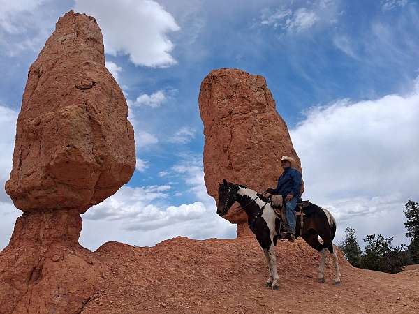 delivery-tennessee-walking-horse