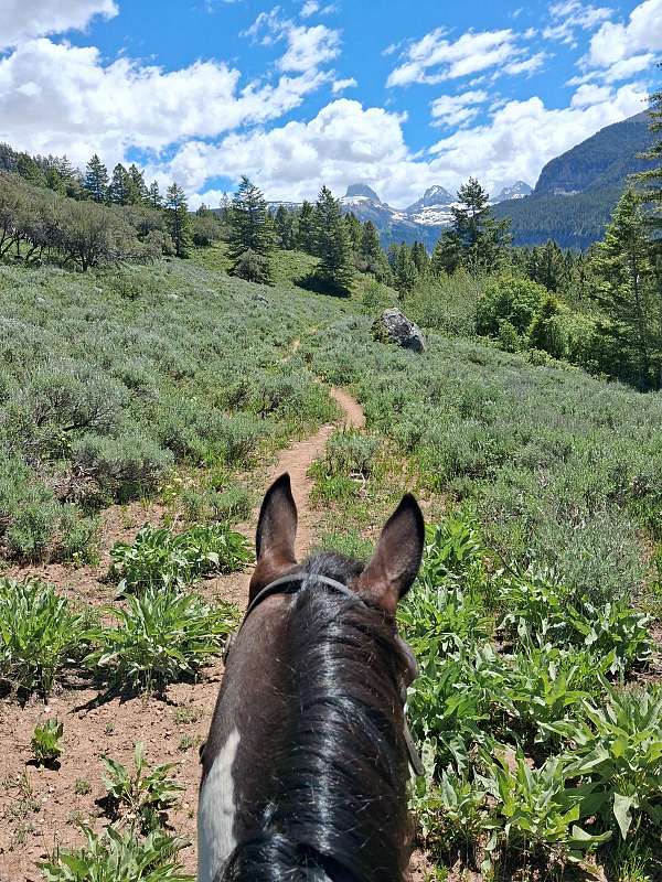 gaited-tennessee-walking-horse