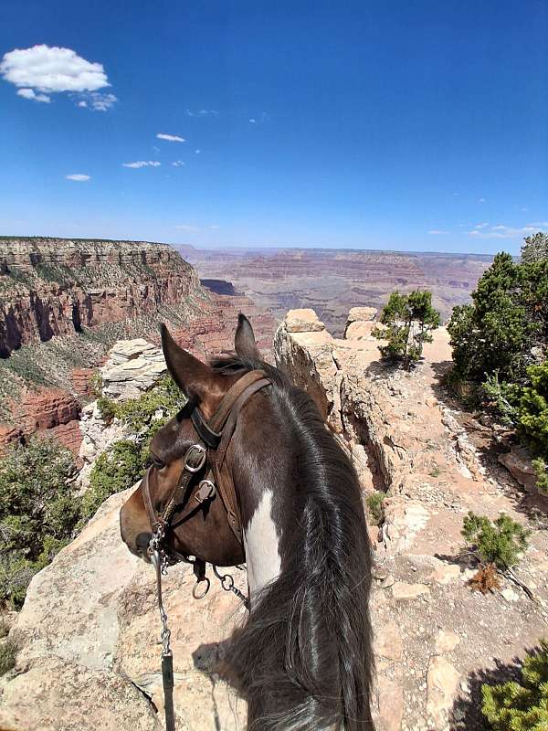 has-been-ridden-tennessee-walking-horse