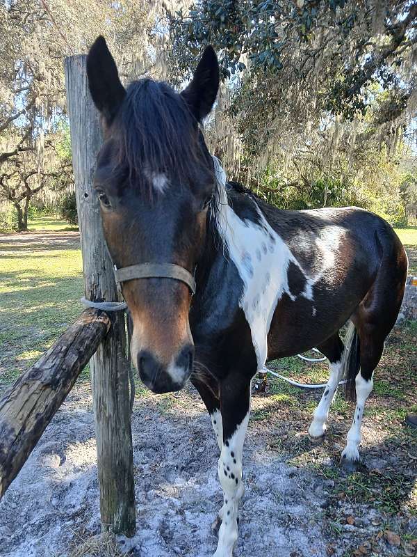 hat-tennessee-walking-horse