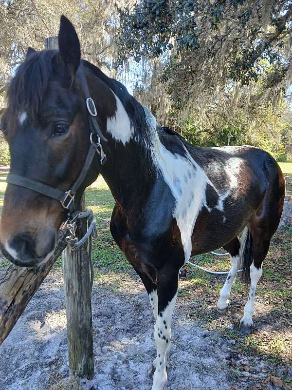 male-tennessee-walking-horse