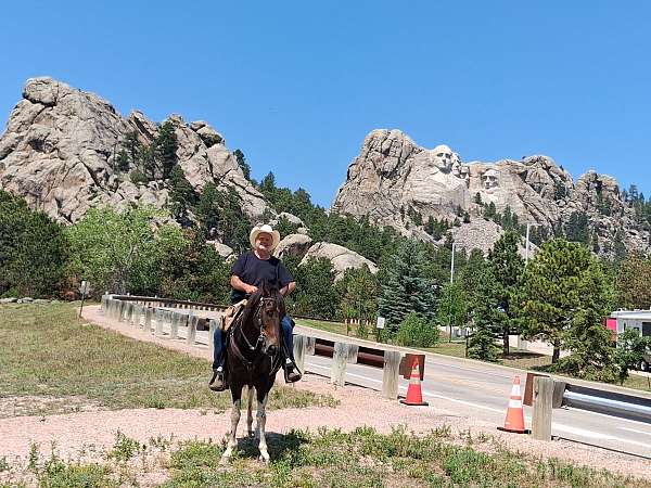 spotted-horse