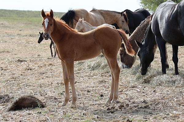 colored-foals-horse