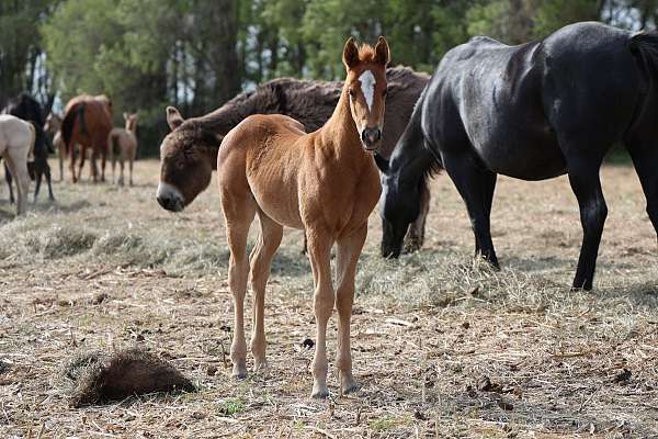 arena-filly