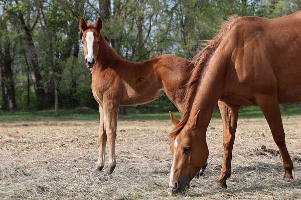 black-hills-stock-show-horse