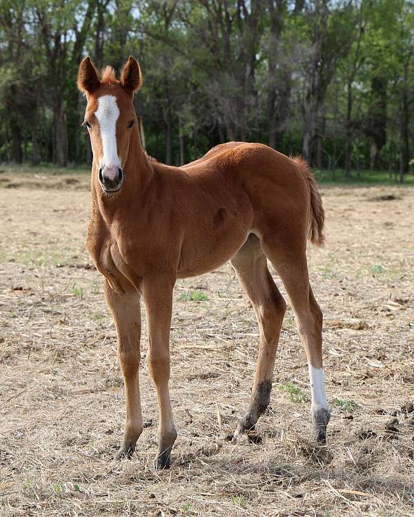 whizard-jac-horse
