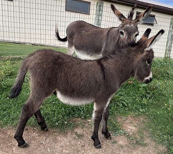 dark-gray-dun-with-cross-horse