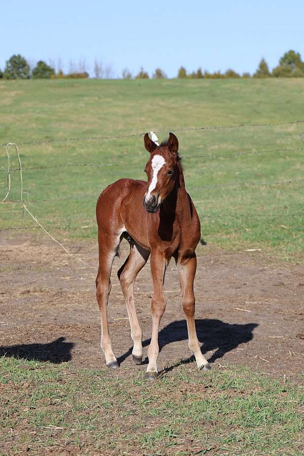 arena-colt